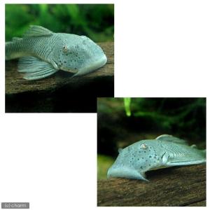 (熱帯魚)ブロンズプレコ(1匹) 北海道・九州...の詳細画像1
