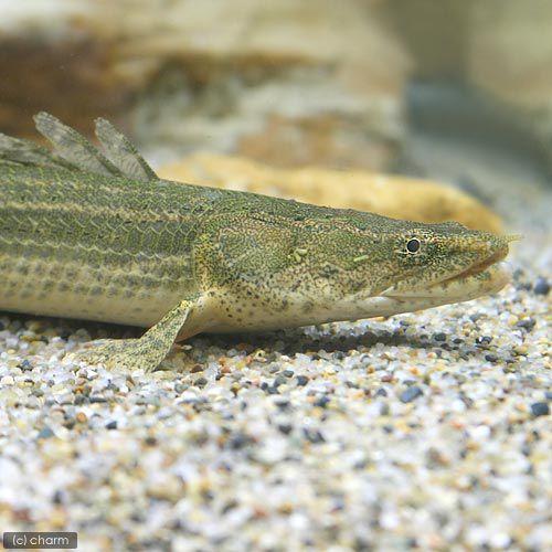 （熱帯魚）ポリプテルスｓｐ．コリバ　３３〜３６ｃｍ（ワイルド）（１匹）　北海道・九州航空便要保温