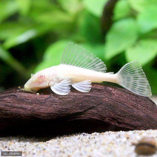 （熱帯魚）アルビノセルフィン・プレコ（３匹）　北海道航空便要保温