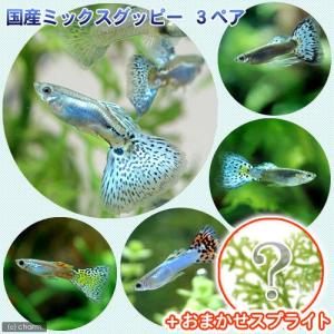 (熱帯魚)(水草)国産ミックスグッピー(3ペア)...の商品画像