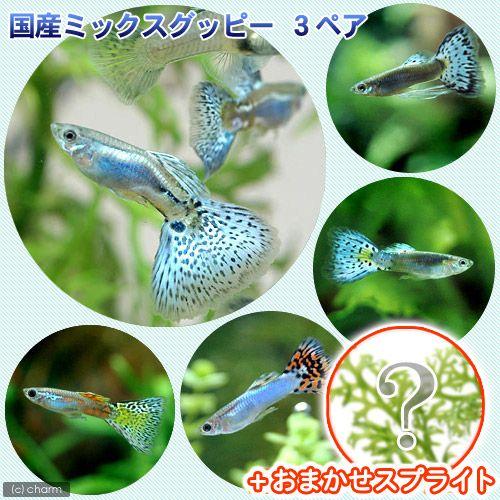 （熱帯魚）（水草）国産ミックスグッピー（３ペア）＋スプライト１種（３株セット）　北海道・九州航空便要...