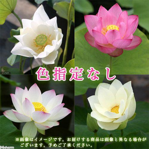（ビオトープ）蓮　ハス　花色おまかせハス　品種記載あり　（１ポット）
