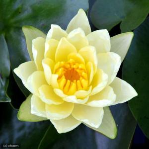 （ビオトープ）睡蓮　温帯性睡蓮（スイレン）（黄）　ジョイトモキック　Ｊｏｅｙ　Ｔｏｍｏｃｉｋ　（１ポット）（休眠状態）