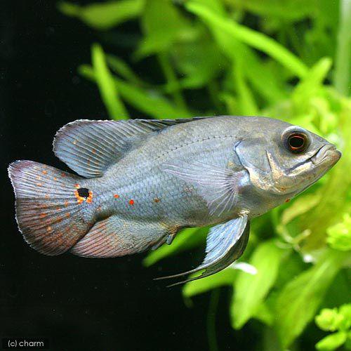 （熱帯魚）オスカー　コロンビア　Ｓサイズ（ワイルド）（１匹）　北海道・九州航空便要保温