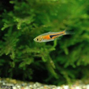 （熱帯魚）ラスボラ・エスペイ（１２匹）　北海道航空便要保温