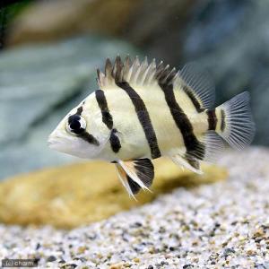 熱帯魚）ダトニオプラスワン Sサイズ（約3．5〜7cm）（3匹
