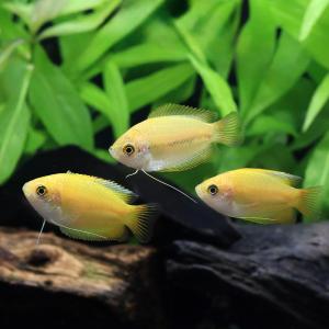 (熱帯魚)ゴールデンハニー・ドワーフグラミー(...の詳細画像2