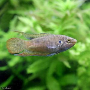 22年10月 熱帯魚チャーム スネークヘッドのおすすめ人気ランキング Yahoo ショッピング