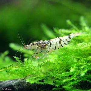 熱帯魚図鑑 チャーム