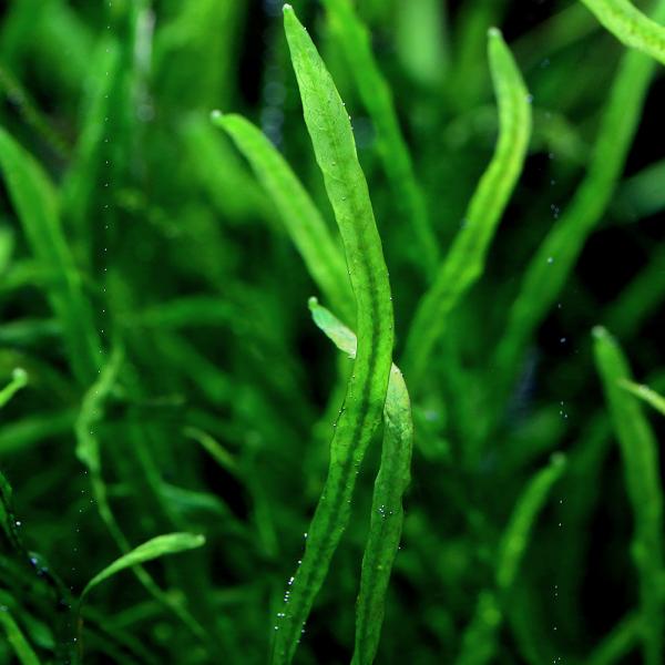 （水草）ミクロソリウム　本ナローリーフ（水中葉）（無農薬）（葉数３〜５枚）（３株分）