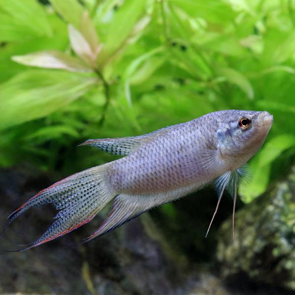 （熱帯魚）スペクティブラック・パラダイスフィッシュ（１匹）　北海道・九州航空便要保温