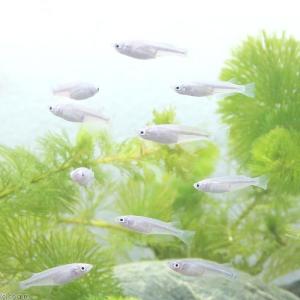 (めだか)青メダカ(6匹)の詳細画像1