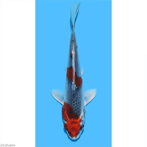 （錦鯉）孔雀／クジャク　ニシキゴイ　８〜１３ｃｍ（１匹）