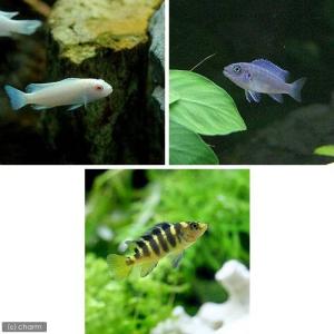 (熱帯魚)ムブナ3種ミックス Aセット(9匹)(...の商品画像