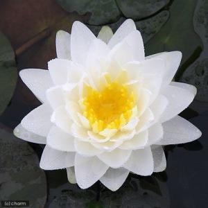 （ビオトープ）睡蓮　温帯性睡蓮（スイレン）（白）　ゴンネール　Ｇｏｎｎｅｒｅ　（１ポット）（休眠状態）