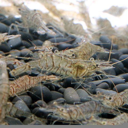 （エビ）生餌　エサ用スジエビ（１０ｇ）　活餌