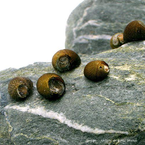 （エビ・貝）（Ｂ品）石巻貝（３０匹）（＋１割おまけ）　北海道・九州航空便要保温