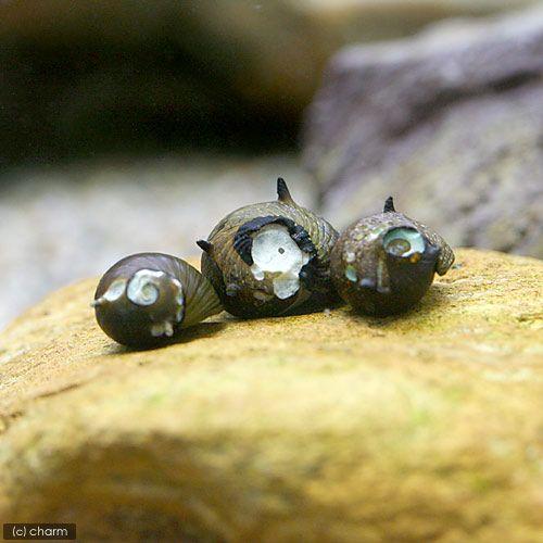 （エビ・貝）（Ｂ品）サザエ石巻貝（２０匹）　北海道航空便要保温