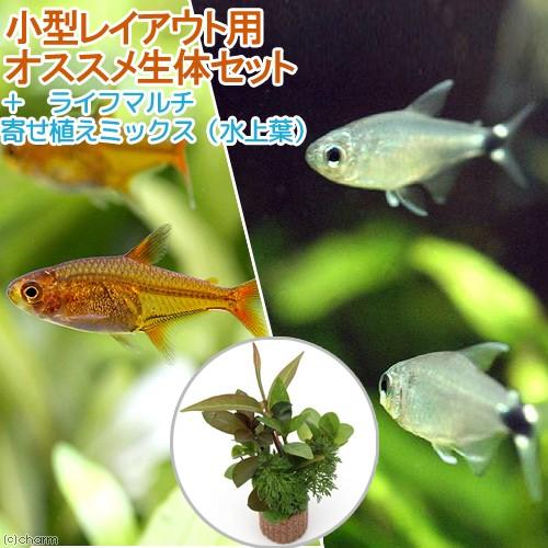 （熱帯魚）（水草）小型レイアウト用オススメ生体セット　２種（６匹）＋ライフマルチ　寄せ植えミックス（...