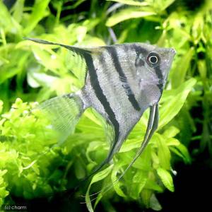 （熱帯魚）スカラレ・エンゼルフィッシュ　コロンビア（ワイルド）（１匹）　北海道・九州航空便要保温｜chanet