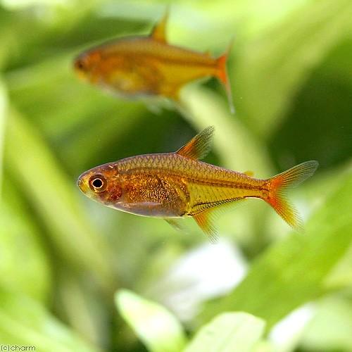 （熱帯魚）ファイアー・テトラ（１２匹）　北海道・九州航空便要保温