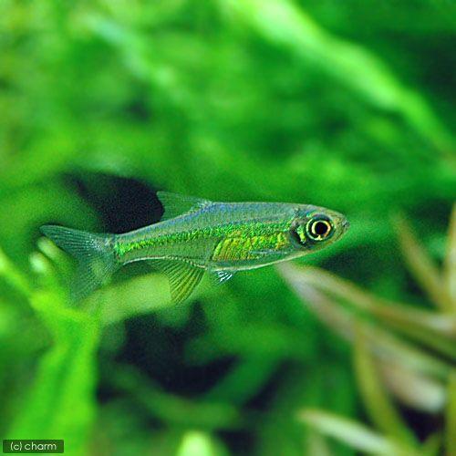（熱帯魚）ミクロラスボラ・ブルーネオン（１２匹）　北海道航空便要保温