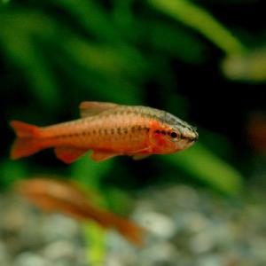22年10月 熱帯魚 チェリーバルブのおすすめ人気ランキング Yahoo ショッピング
