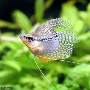 (熱帯魚)バルーンパール・グラミー(3匹) 北海...の商品画像