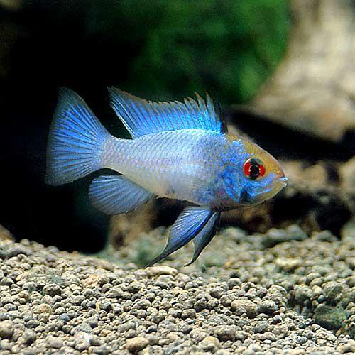 （熱帯魚）ブルーダイヤモンド・ラミレジィ（３匹）　北海道航空便要保温