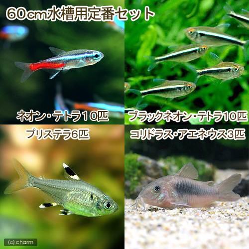 （熱帯魚）６０ｃｍ水槽用定番セット　ネオンテトラ１０匹＋ブラックネオン１０匹＋プリステラ６匹＋コリド...