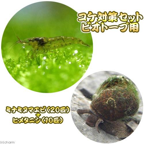 （エビ・貝）コケ対策セット　ビオトープ用　ミナミヌマエビ（２０匹）＋ヒメタニシ（１０匹）