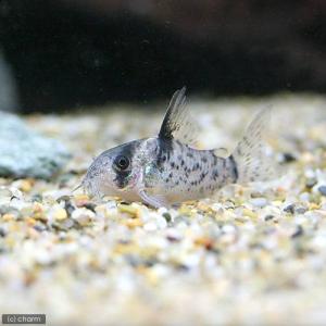 （熱帯魚）コリドラス・シュワルツィ　Ｓサイズ（ワイルド）（１匹）　北海道・九州航空便要保温