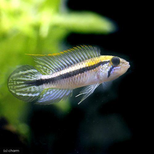 （熱帯魚）アピストグラマ・アガシジィ　アレンカー（ワイルド）（１ペア）　北海道・九州航空便要保温
