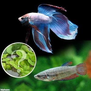 （熱帯魚）（水草）ベタ・トラディショナル　色指定なし（おまかせ浮き草３種セット付き）（１ペア）　北海道航空便要保温