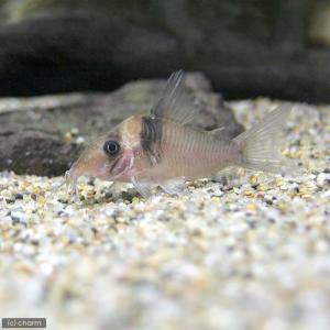 （熱帯魚）コリドラス・ヴァージナエ（ワイルド）（３匹）　北海道・九州航空便要保温