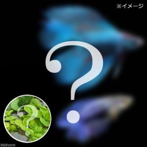 （熱帯魚）（水草）ベタ・ダブルテール　色指定なし（おまかせ浮き草３種セット付き）（１ペア）　北海道航空便要保温