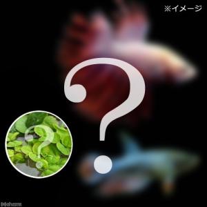 （熱帯魚）（水草）ベタ・クラウンテール　色指定なし（おまかせ浮き草３種セット付き）（１ペア）　北海道・九州航空便要保温｜チャーム charm ヤフー店