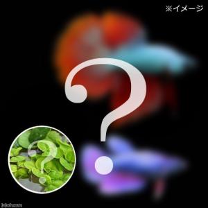 （熱帯魚）ベタ・スーパーデルタテール　色指定なし（おまかせ浮き草３種セット付き）（１ペア）　北海道航空便要保温