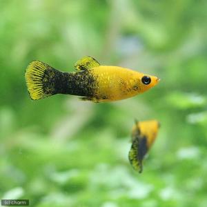 ブラックモーリーの商品一覧 通販 Yahoo ショッピング