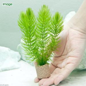 (水草)ライフマルチ(茶)マツモ ミニ(無農薬...の詳細画像1