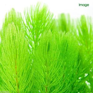 (水草)ライフマルチ(茶)マツモ ミニ(無農薬...の詳細画像2