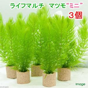 ライフマルチマツモ ミニ