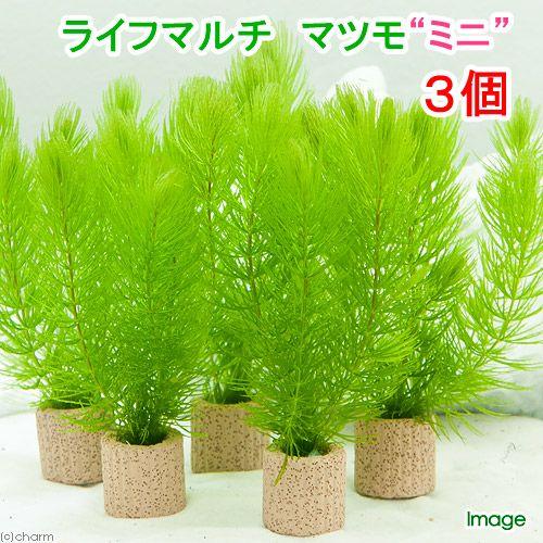 （水草）ライフマルチ（茶）マツモ　ミニ（無農薬）（３個）メダカ　金魚　水質浄化　産卵床