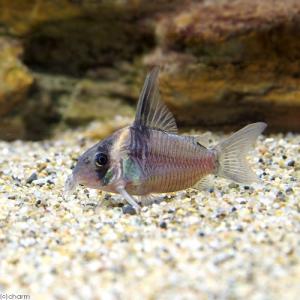 （熱帯魚）コリドラス・レセックス（ワイルド）（１匹）　北海道・九州航空便要保温