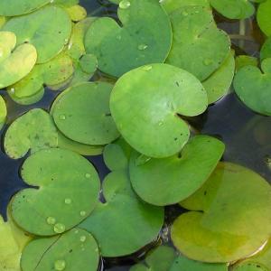 （ビオトープ）水辺植物　トチカガミ（１株）　浮葉植物