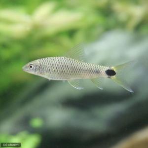 （熱帯魚）シルバー・フライングフォックス（１匹）　北海道・九州航空便要保温｜チャーム charm ヤフー店