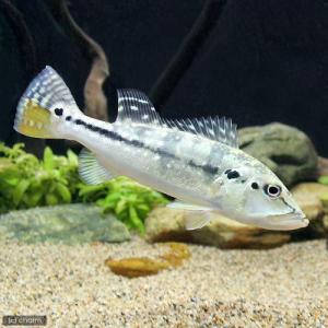 キクラケルベリー　約30センチ キクラケルベリー Mサイズ(約11~20cm)(ブリード)(1匹) | チャーム