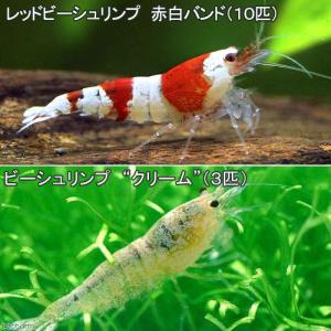 (エビ)無選別 レッドビーシュリンプ(10匹)+...の商品画像