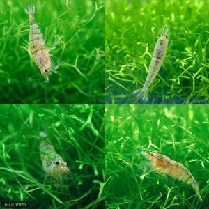 (エビ)無選別 レッドビーシュリンプ(10匹)...の詳細画像2