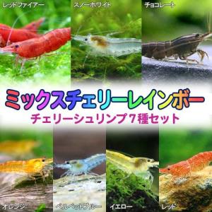 《終売》（エビ）ミックスチェリーレインボー　７種各１匹セット